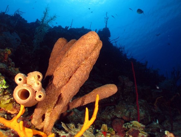 Buceo en Cayo Coco