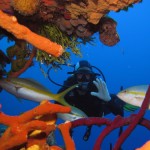Buceo en Cuba