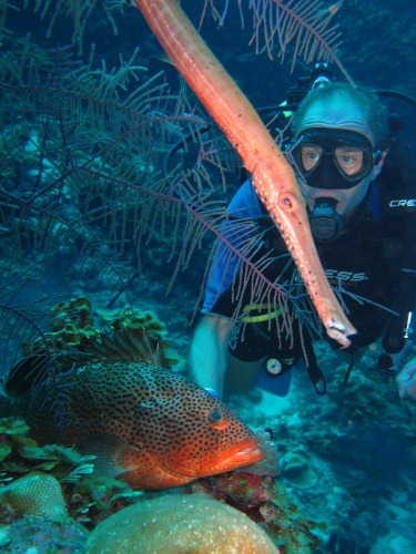 Scuba Dives in Cuba