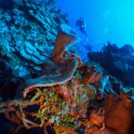 Los Túneles. Bahía de Cochinos