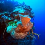 Los Túneles. Bahía de Cochinos