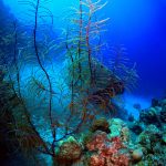 Los Túneles. Bahía de Cochinos