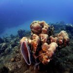 Los Túneles. Bahía de Cochinos