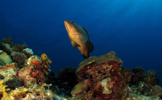 Buceo en Jardines del Rey, experiencia inolvidable