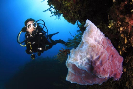 Diving in Maria La Gorda, Pinar del Rio