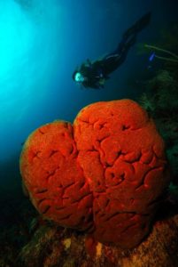 Centro de buceo Marina Hemingway