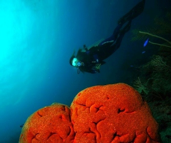 Diving in Marina Hemigway
