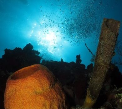 Viaje de buceo por Playa Larga, Cienfuegos y Trinidad en dos días