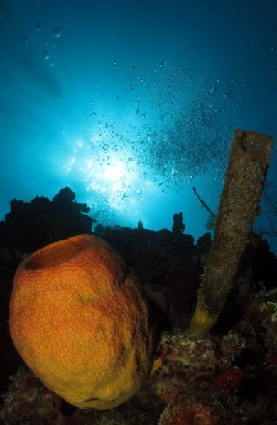 Viaje de buceo por Playa Larga, Cienfuegos y Trinidad