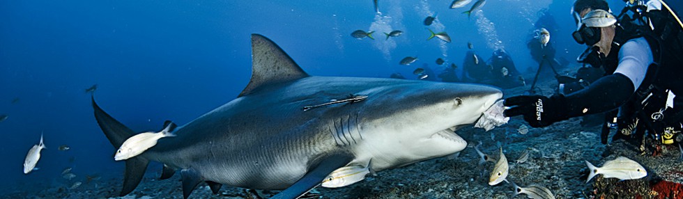 Buceo en Santa Lucía, Camaguey