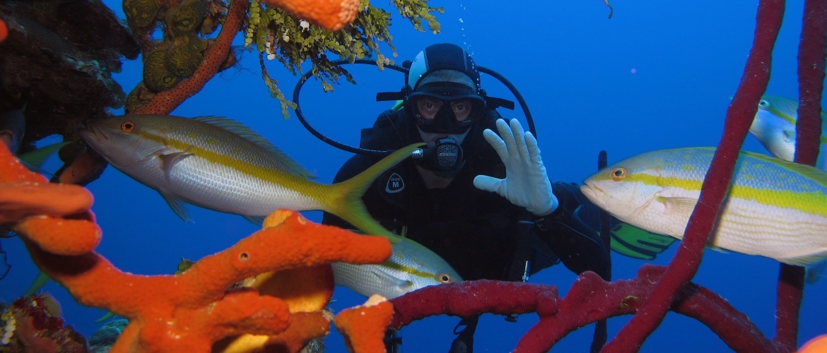 Scuba diving in the best dive spots
